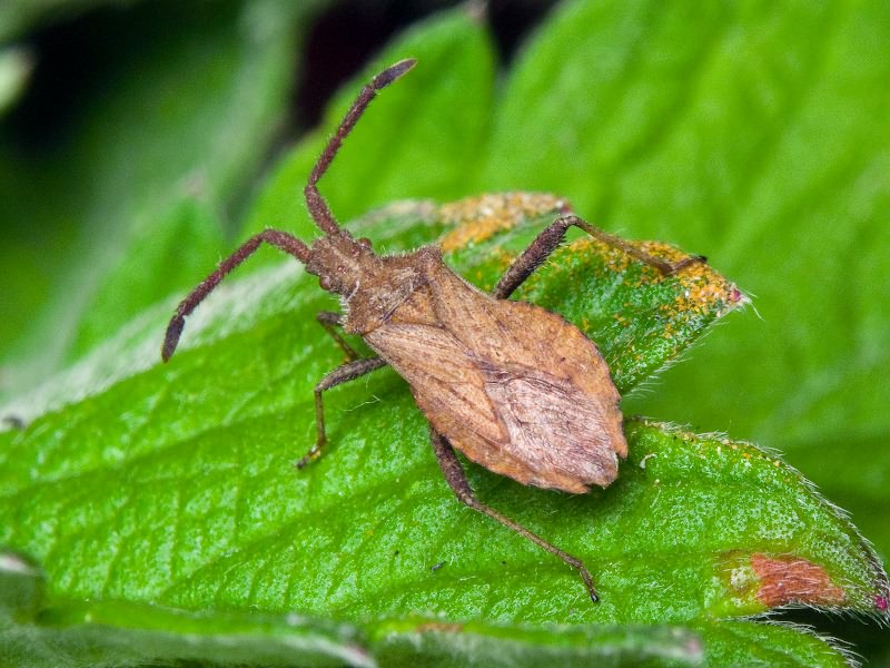 Coriomeris denticulatus (Scopoli, 1763)